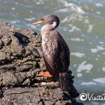 cormoran, punta de lobos, pichilemu