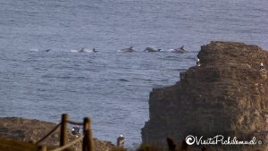 delfines en punta de lobos pichilemu