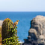 Conviento de Lobos – Punta de Lobos