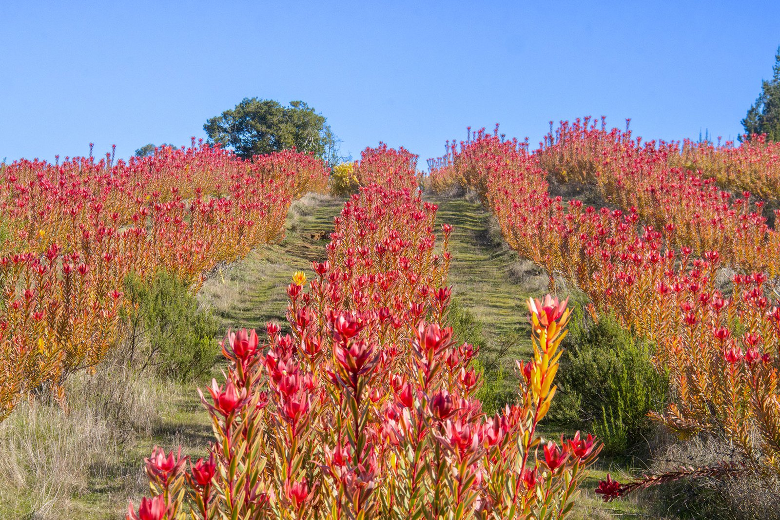 proteas-rojas-paseo-proteas-pichilemu