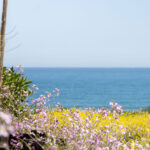 Refugio Lobos – Pichilemu