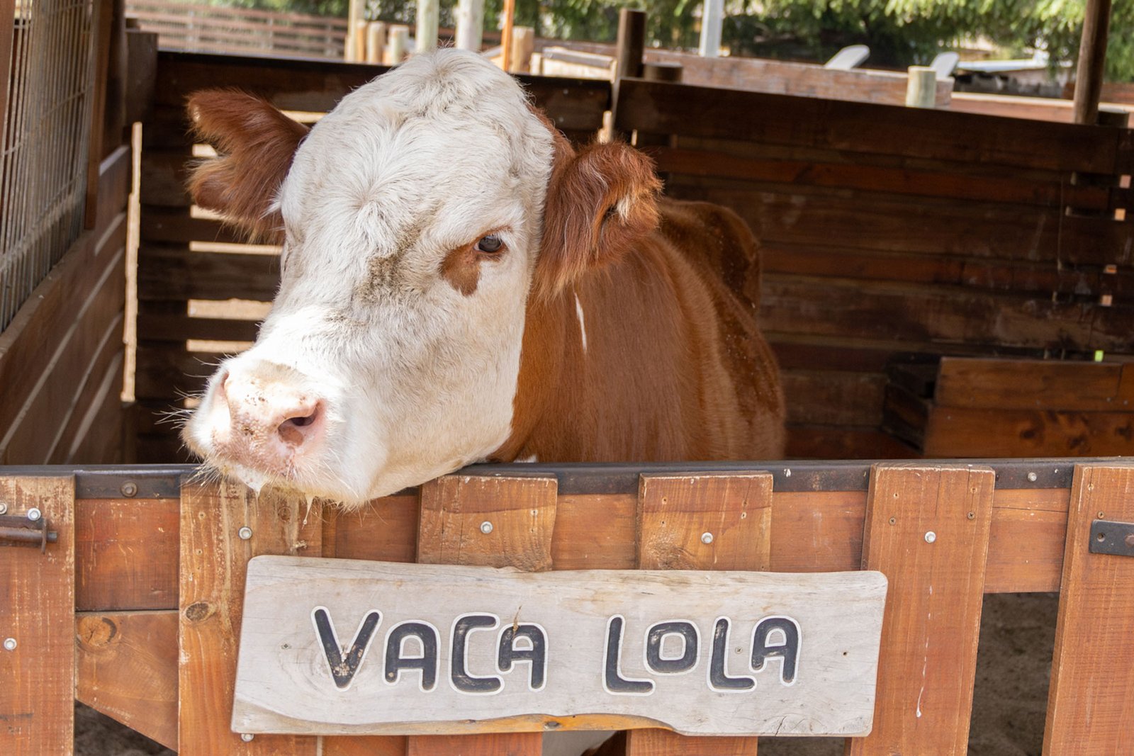 vaca lola granja central pichilemu